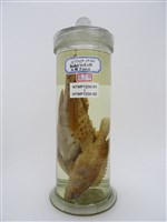 藏品(鱸滑石斑魚)的圖片